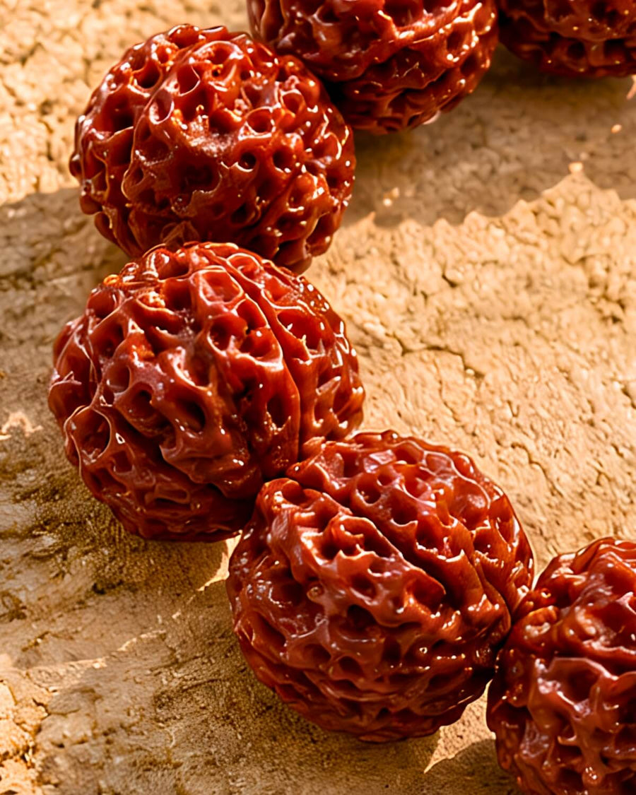 Rudraksha