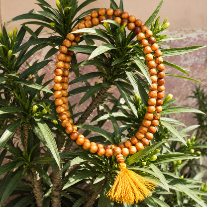 Devadaru Jap Mala – Natural Himalayan Wood 108 Bead Mala | Ishwar Tattva